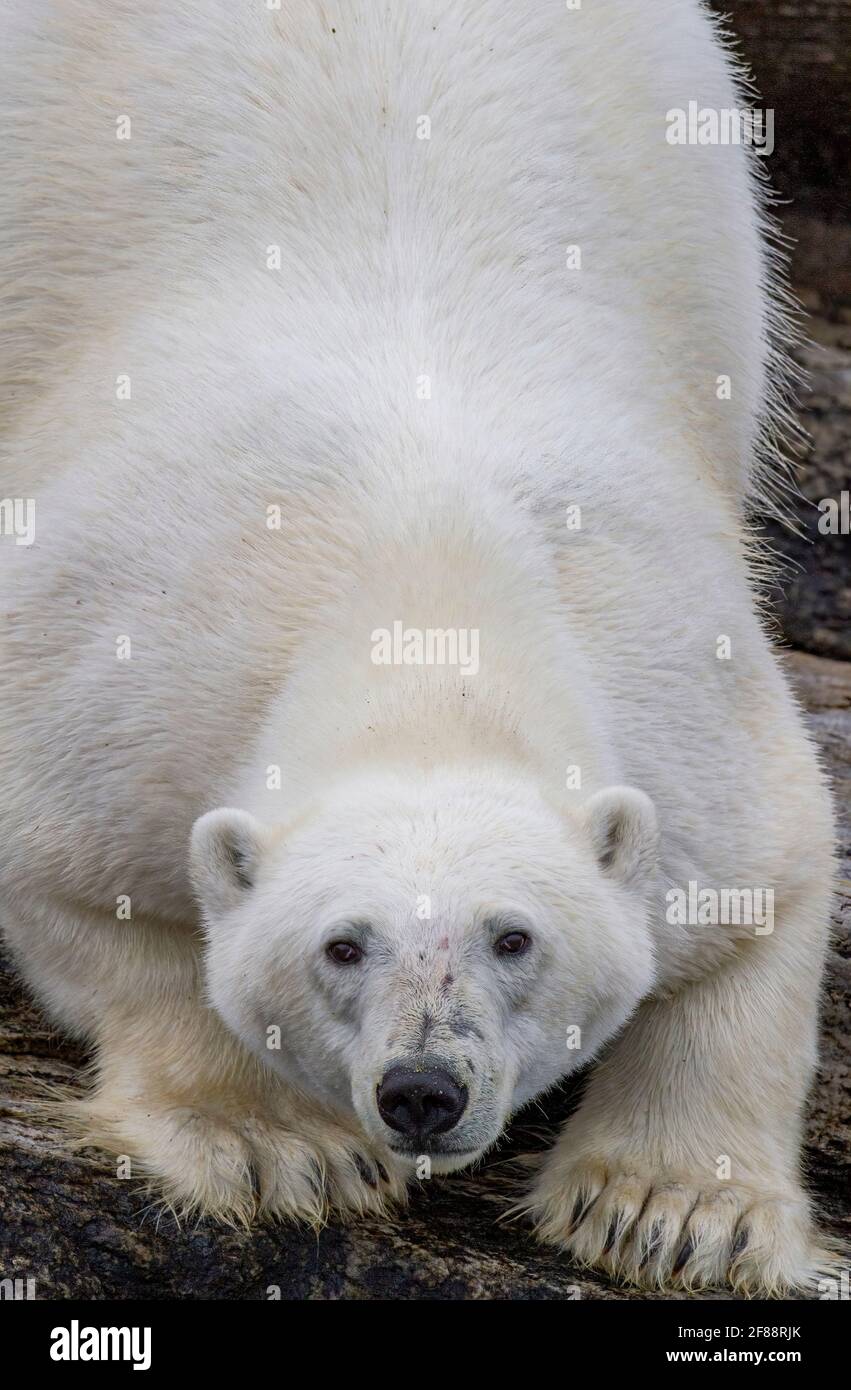 Eisbär bereit, in der kanadischen Arktis zu stürzen Stockfoto