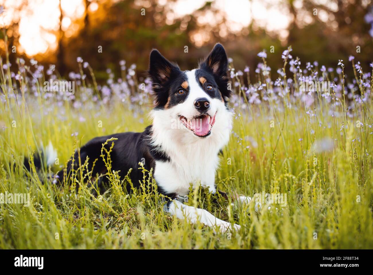 Border Collie genießt ein Feld mit lila Blumen, Porträt eines ausgebildeten Hundes Stockfoto
