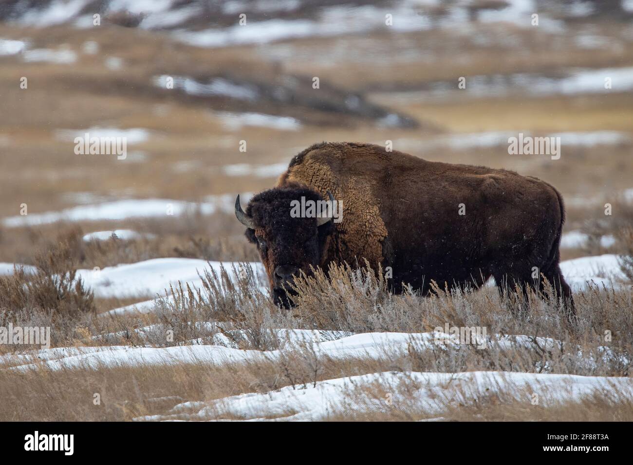 Bison im Grasland Nationalpark, Saskatchewan, Kanada Stockfoto