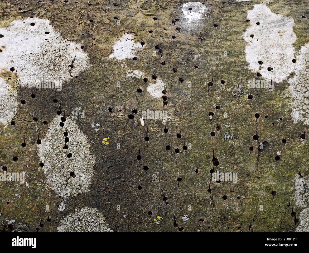 Beschädigte Außenrinde eines Baumes durch den Rindenkäfer, Löcher in der Baumrinde durch Insekten verursacht Stockfoto