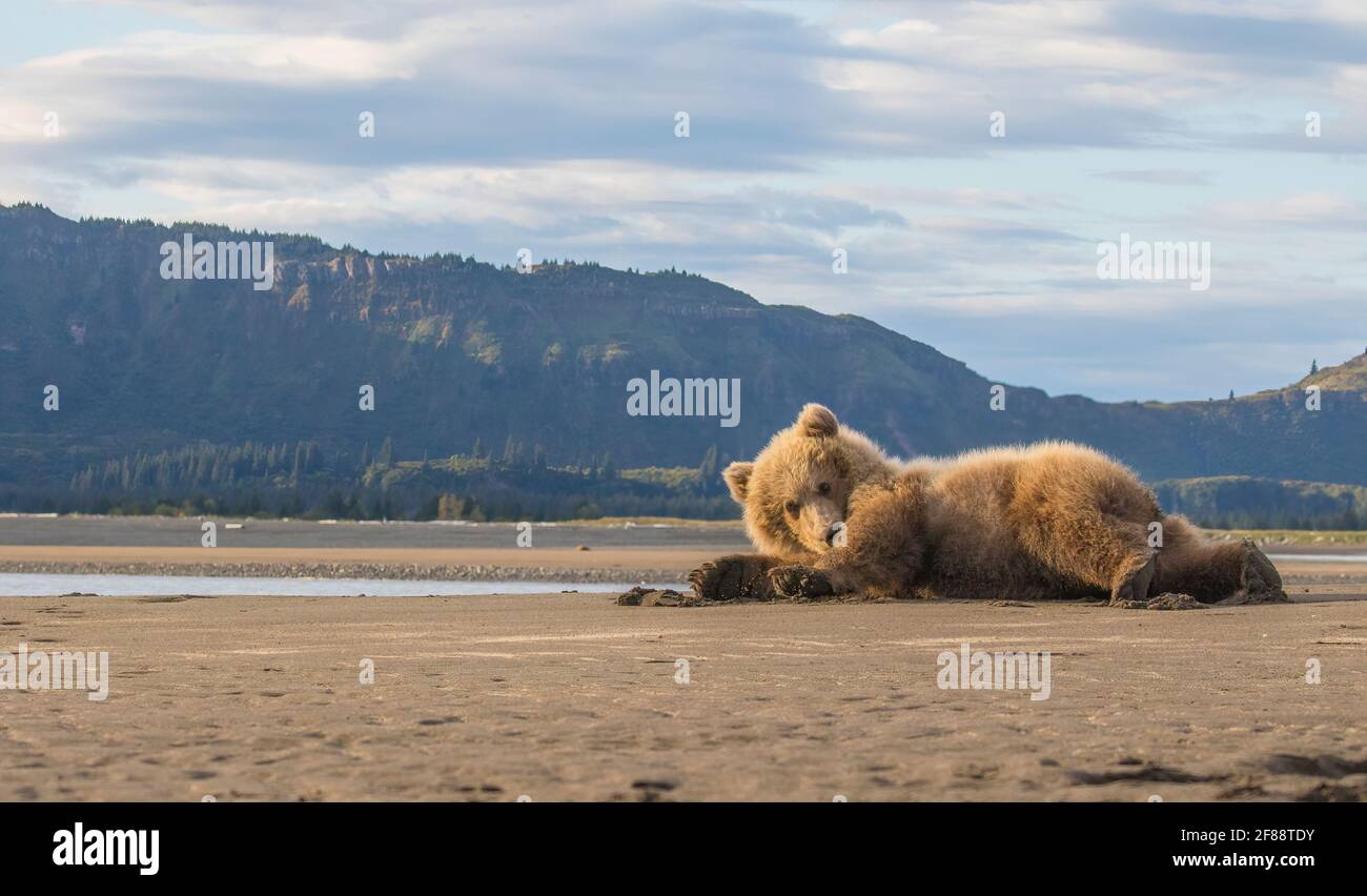 Coastal Brown Bear Katmai National Park, Alaska, USA Stockfoto