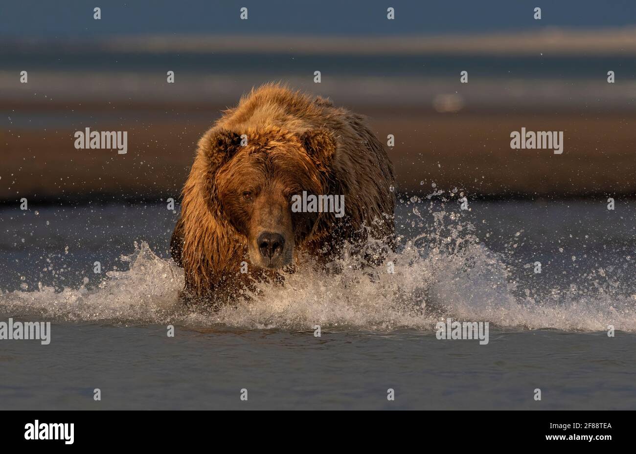 Coastal Brown Bear Katmai National Park, Alaska, USA Stockfoto