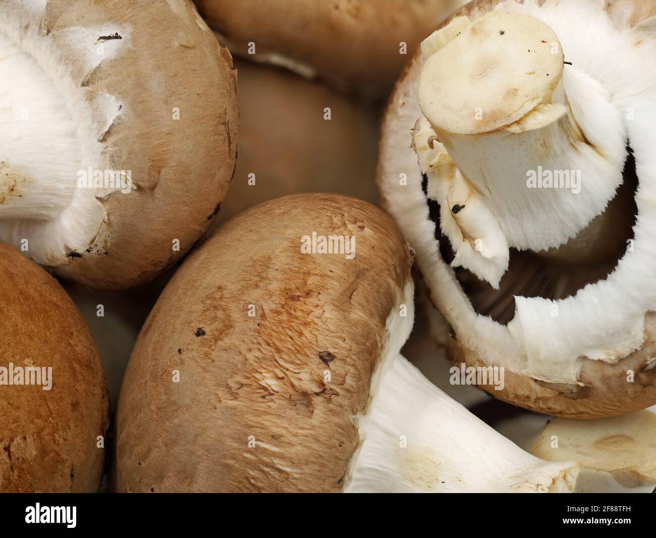 Nahaufnahme von frischen braunen Pilzen, rohem Champignon-Hintergrund Stockfoto