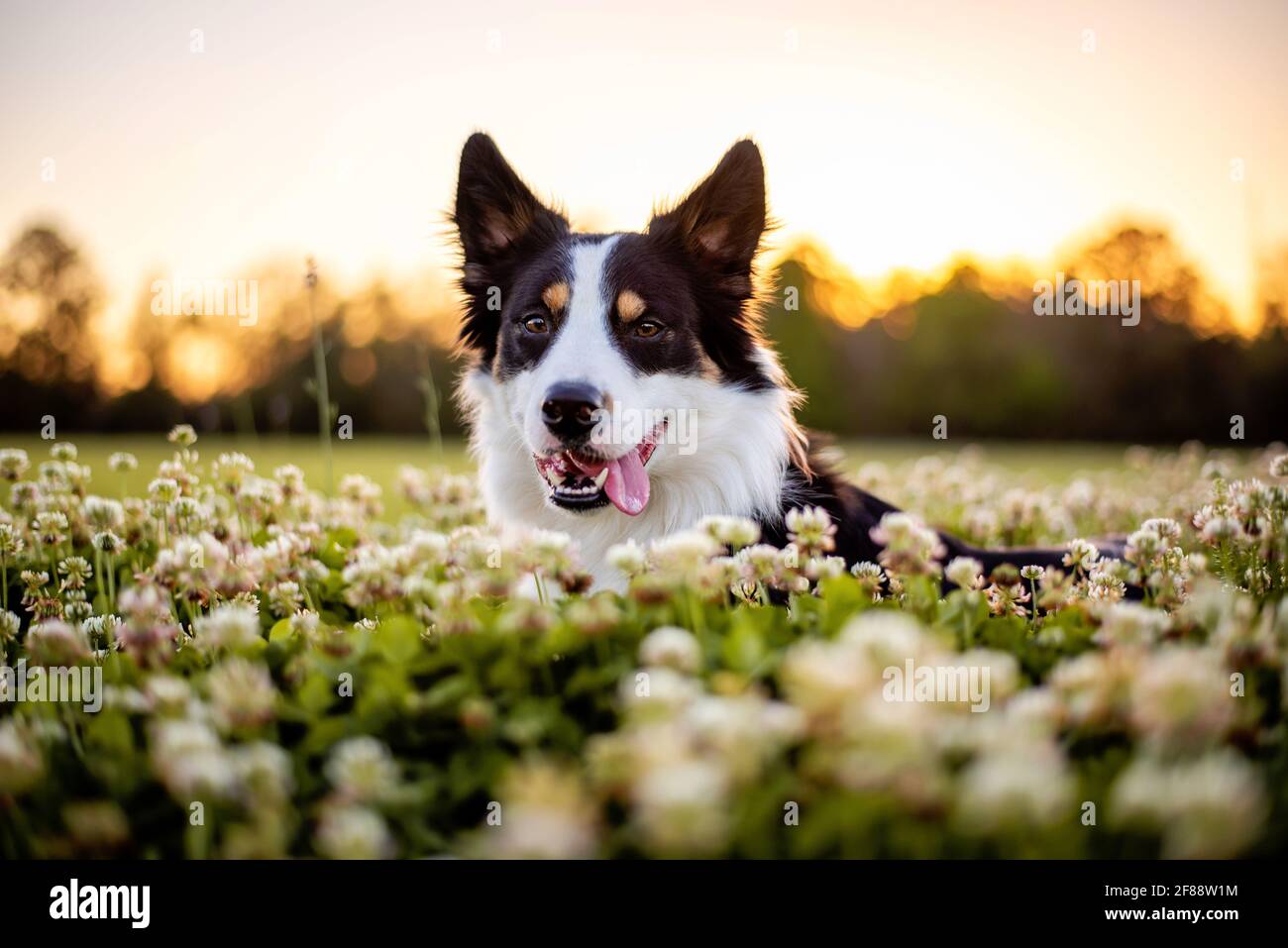Border Collie genießt ein Feld mit lila Blumen, Porträt eines ausgebildeten Hundes Stockfoto