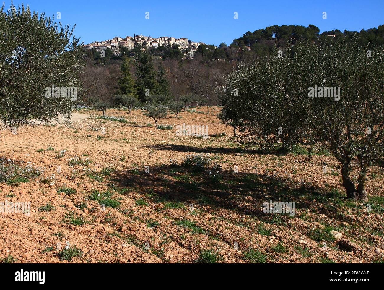 Das Dorf Grambois liegt auf einem steilen Hügel und wird an einem Februarnachmittag von einem Olivenhain aus gesehen (Vaucluse, Lubéron, Frankreich). Stockfoto