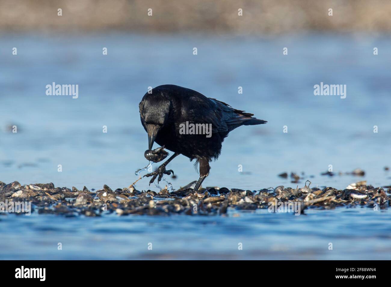 Aaskrähe (Corvus corone), die blaue Miesmuscheln / gemeine Miesmuscheln frisst (Mytilus edulis) In Muschelbett am Strand bei Ebbe ausgesetzt Stockfoto