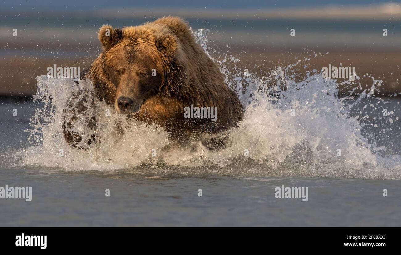 Kodiak Brown Bear im Katmai National Park, Alaska, USA Stockfoto