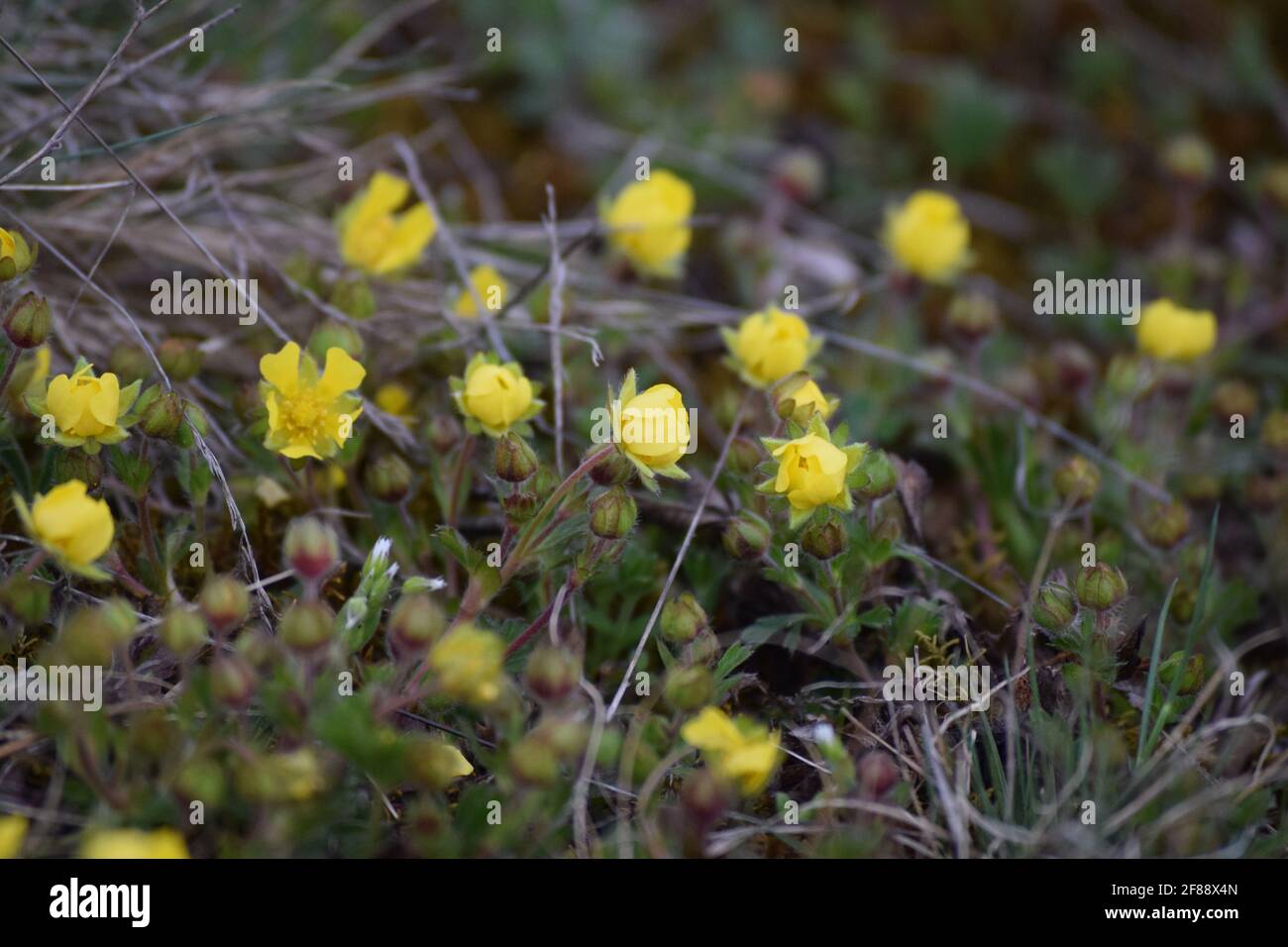Blühender Knollenballen am Straßenrand Stockfoto