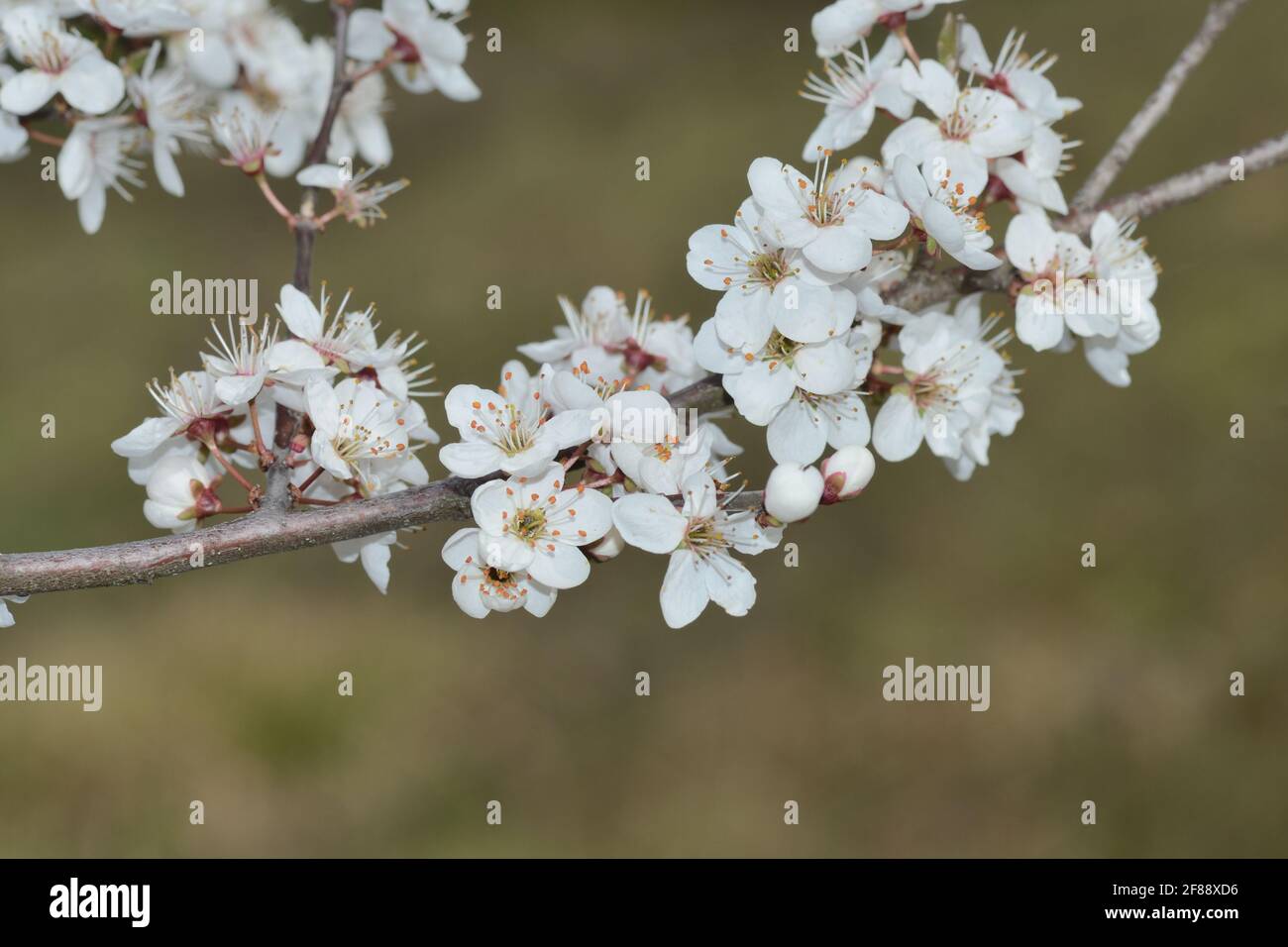 Blühender Zweig Mit Blumen Von Prunus Cerasifera Stockfoto