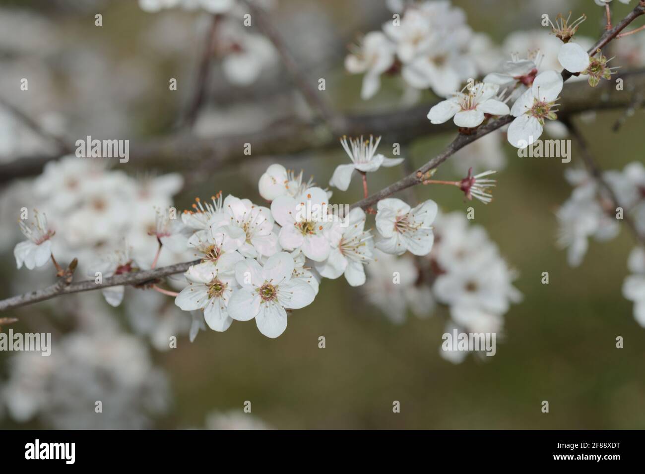 Blühende Pflaumenblüten, Frühlingspflaumenblüten, wunderschöne weiße Blüten Stockfoto