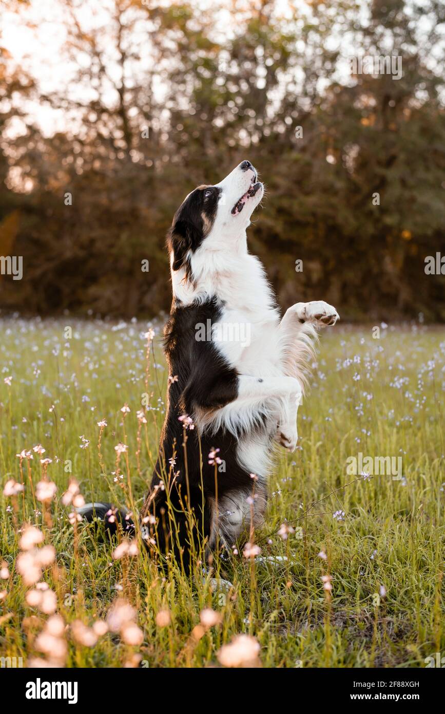 Border Collie genießt ein Feld mit lila Blumen, Porträt eines ausgebildeten Hundes Stockfoto