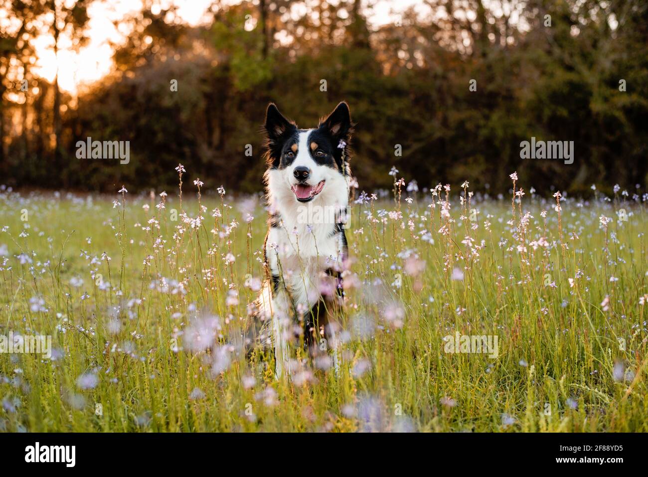Border Collie genießt ein Feld mit lila Blumen, Porträt eines ausgebildeten Hundes Stockfoto