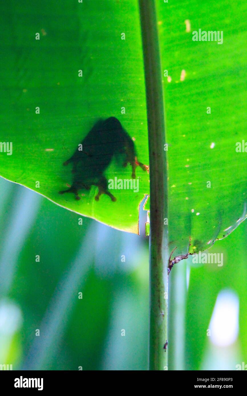 Silhouette eines Baumfrosches von unten auf einem Blatt In Costa Rica Stockfoto