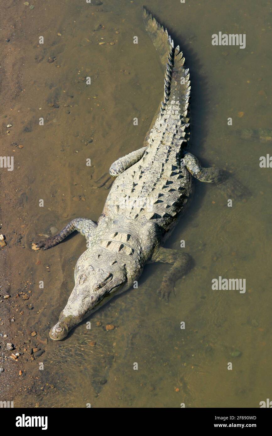 Großes Krokodil im Schlamm und Wasser in Costa Rica Stockfoto