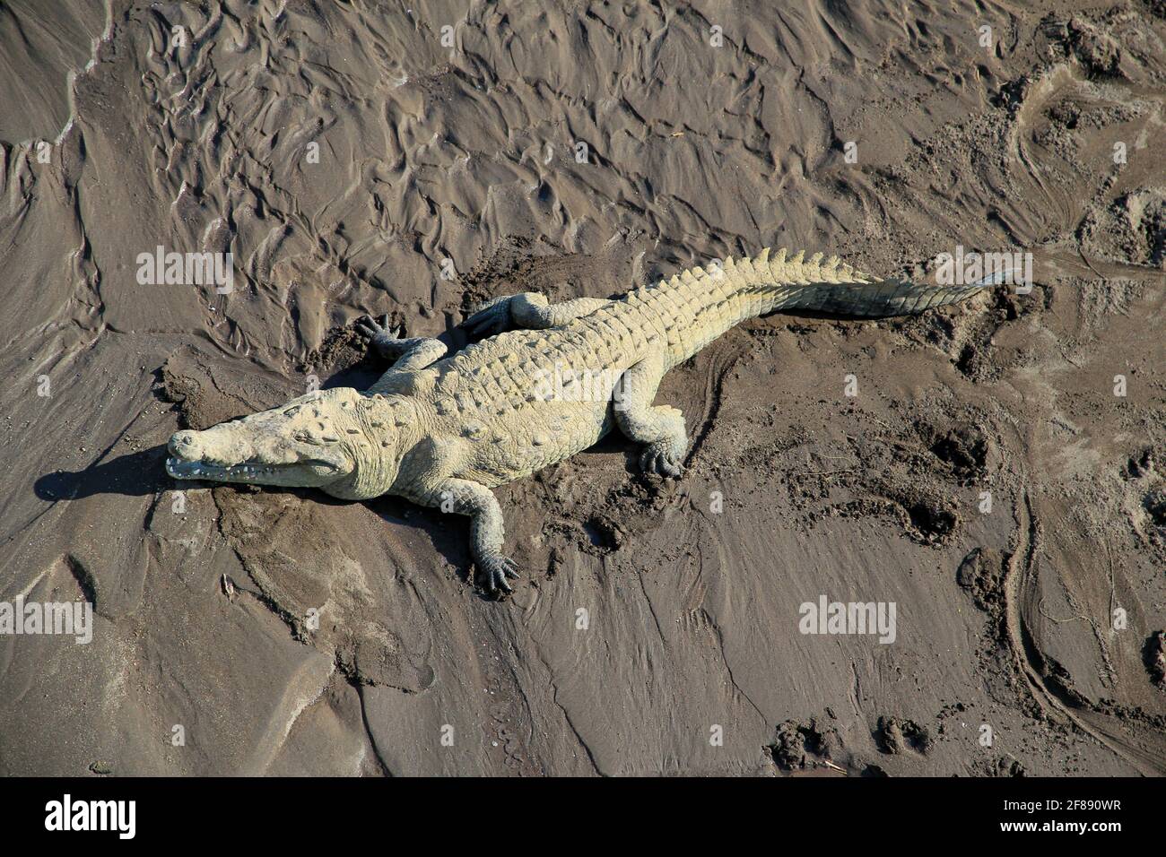 Großes Krokodil im Schlamm eines Flusses in Costa Rica Von Oben Stockfoto