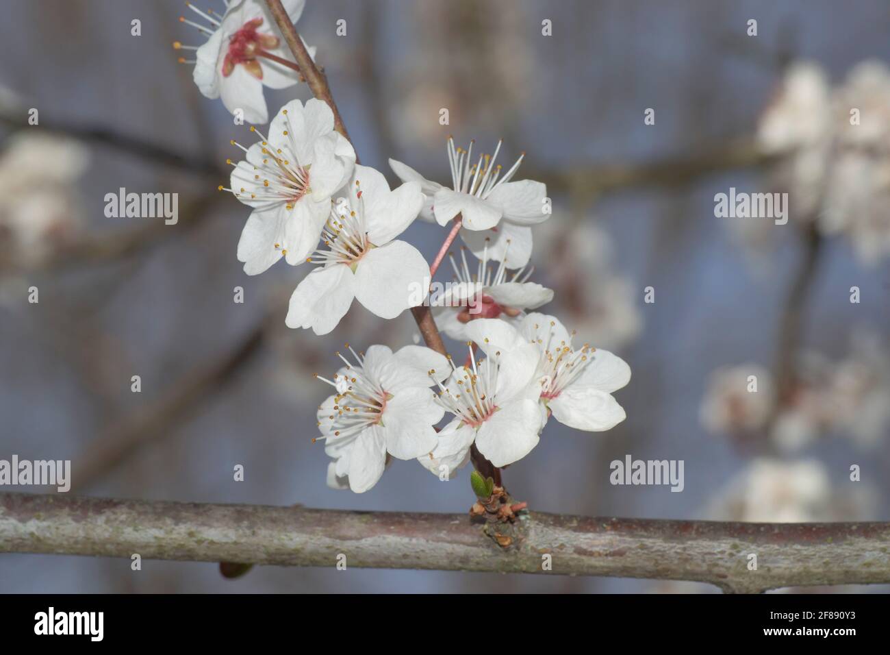 Blühender Zweig des wilden prunus Stockfoto