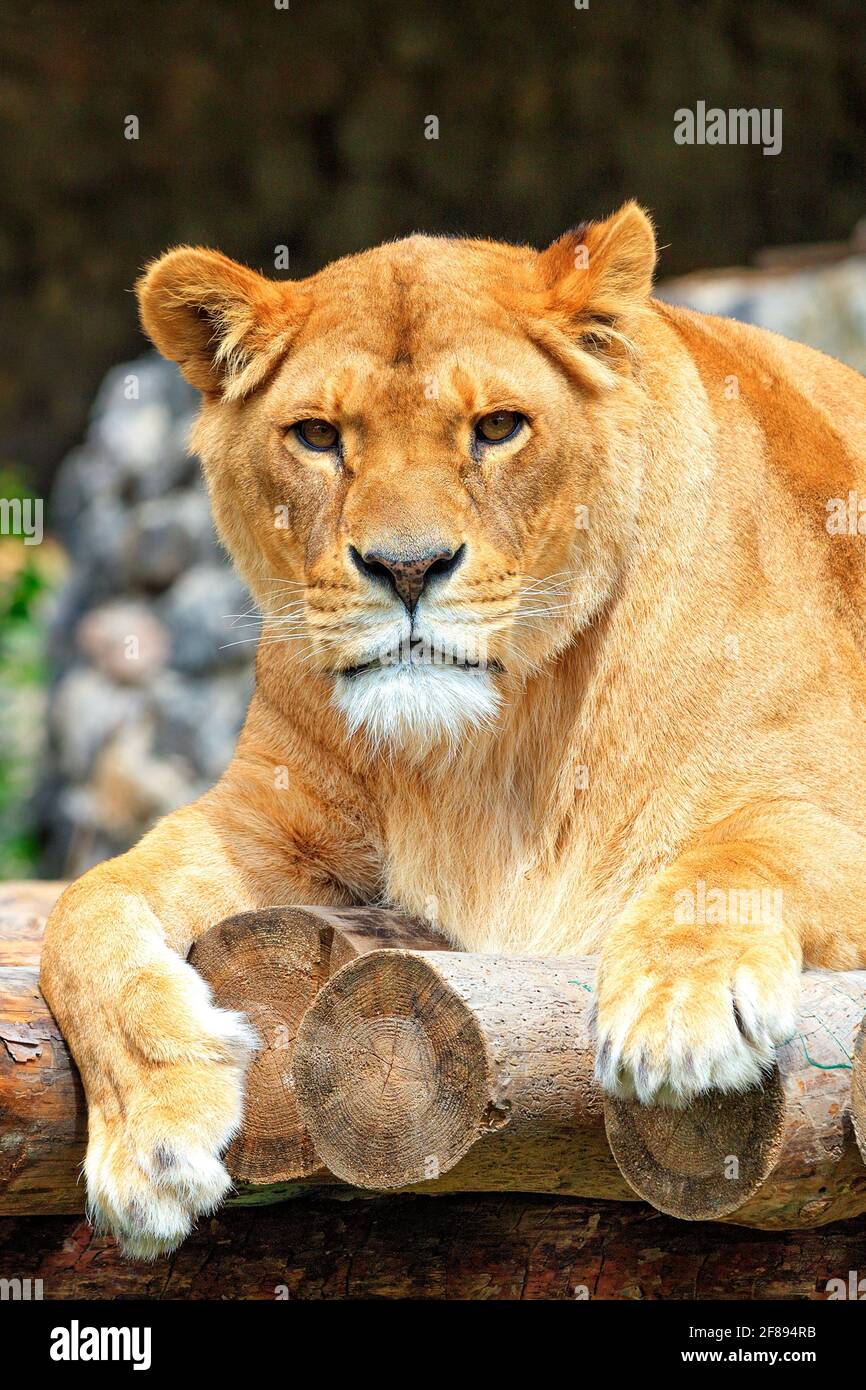 Eine Erwachsene Löwin liegt auf einem Deck aus Holzstämmen und blickt geradeaus. Vertikales Bild, Kopierbereich. Stockfoto