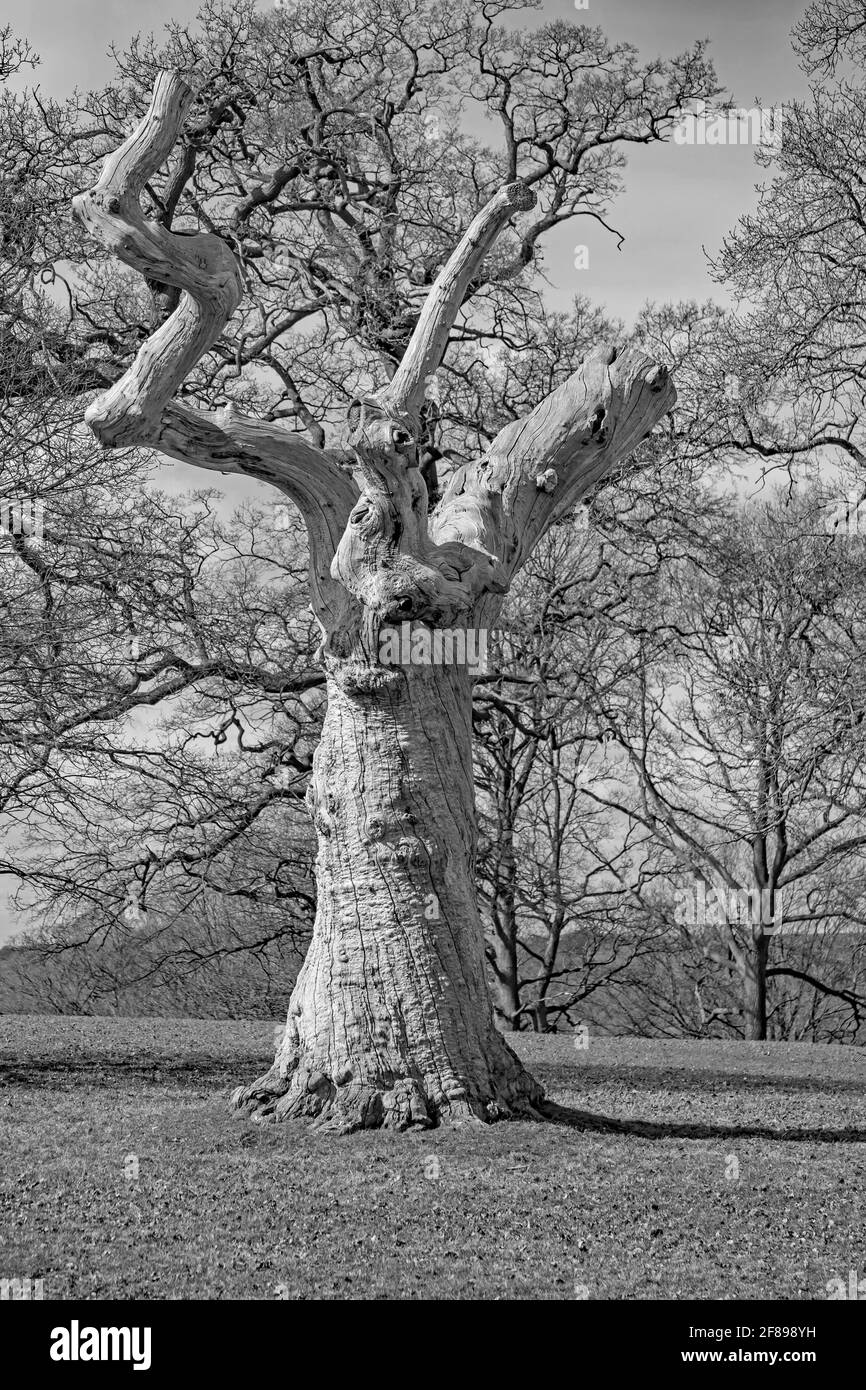 Totes Holz: Stehen, beobachten, folgen? Tote und verfallende Baumstümpfe ... „Triffid-like“-Horrorfilm! Woburn, England. Stockfoto