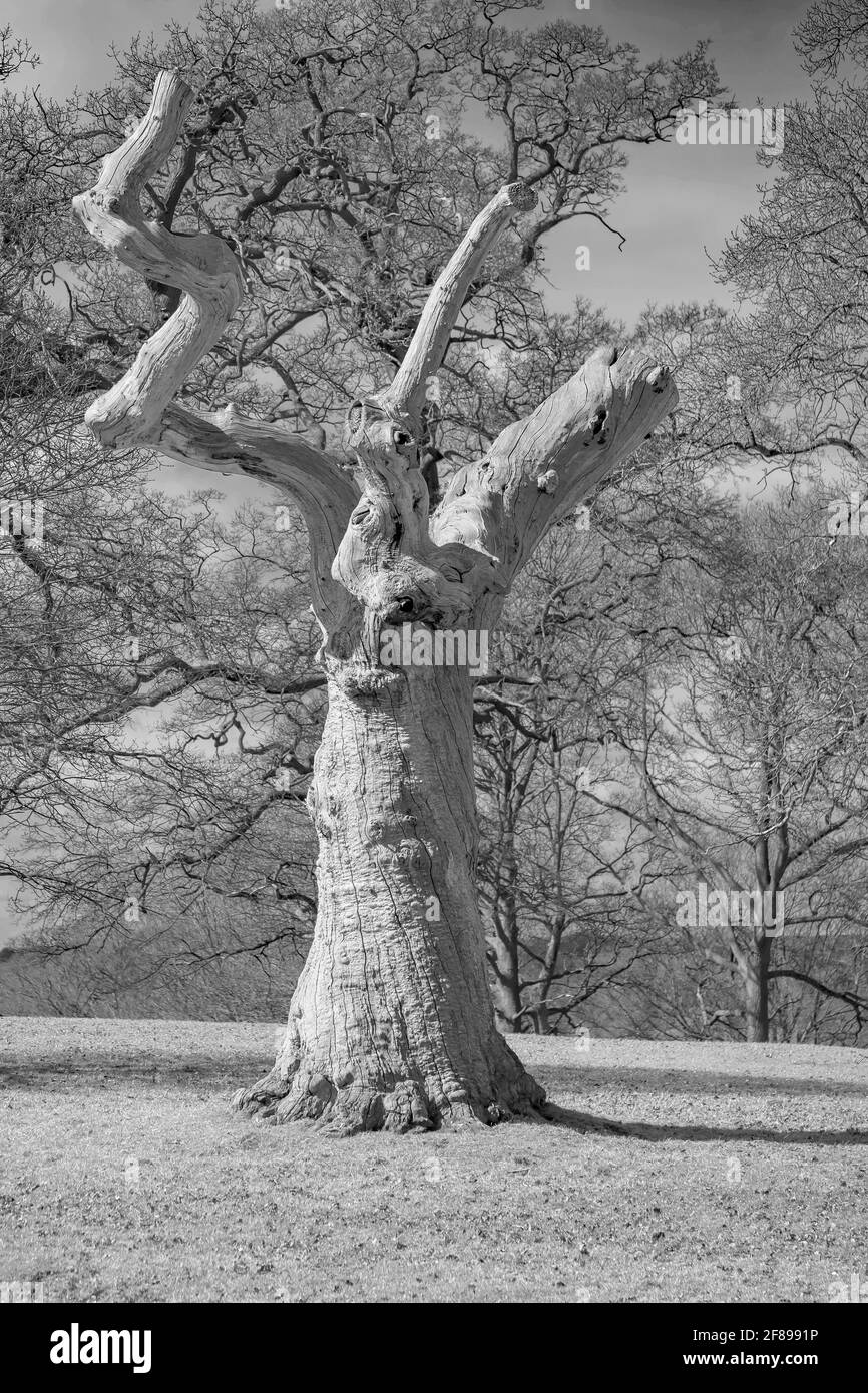 Totes Holz: Stehen, beobachten, folgen? Tote und verfallende Baumstümpfe ... „Triffid-like“-Horrorfilm! Woburn, England. Stockfoto