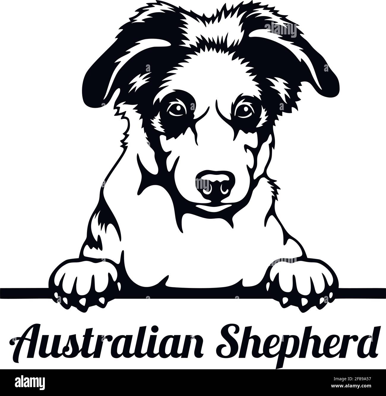 Australian Shepherd Peeking Dog - Kopf isoliert auf weiß Stock Vektor