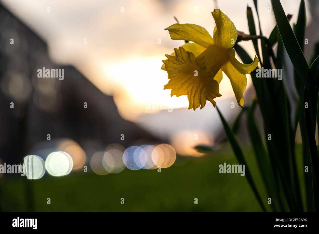 Berlin, Deutschland. April 2021. In der Frankfurter Allee blüht bei Sonnenuntergang eine Narzissenblüte. Quelle: Christophe Gateau/dpa/Alamy Live News Stockfoto