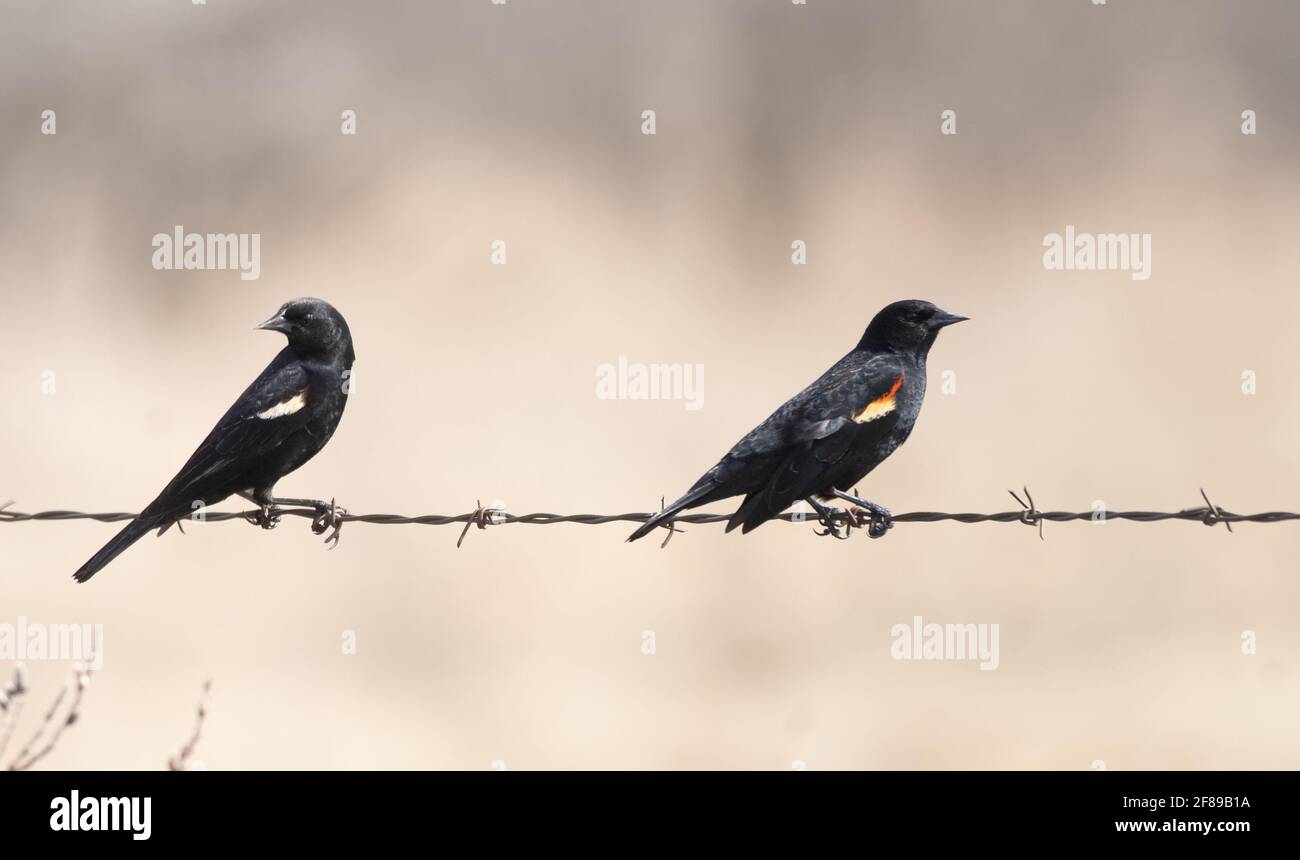 Zwei männliche Rotflügelvögel auf einem Drahtzaun mit Bräune Hintergrund im ländlichen Ontario Stockfoto