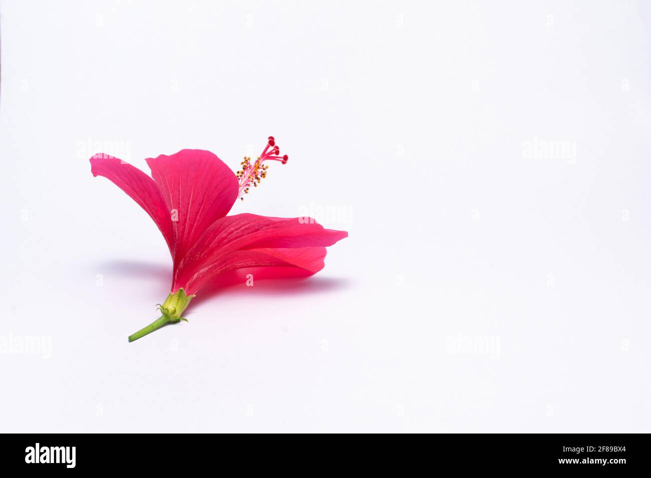 Rote gezupfte einzelne Hibiskusblüte auf dem weißen Hintergrund mit selektivem Fokus und Kopierraum. Stockfoto