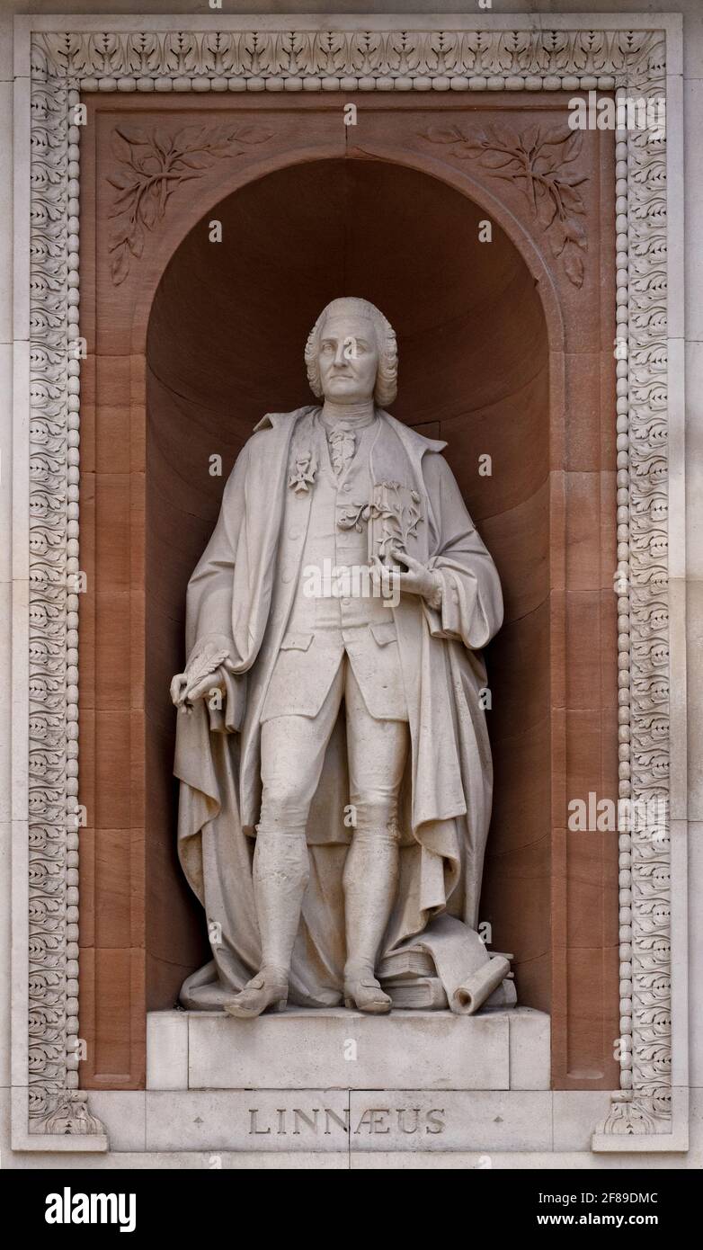 Statue von Carl Linnaeus von Patrick MacDowell in Nische über dem hinteren Eingang der Royal Academy of Arts (RA) in Burlington Gardens, London Stockfoto