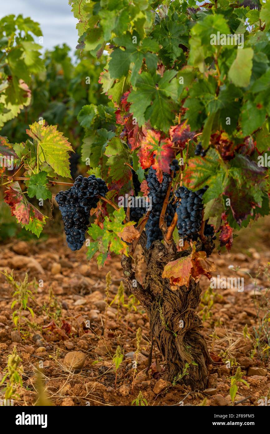 Reife Trauben auf Herbstreben, die kurz vor der Lese stehen Die Weinberge von La Rja Spanien Stockfoto