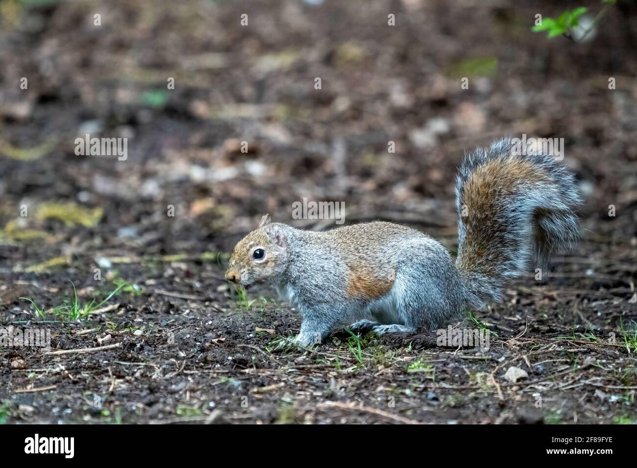 Issaquah, Washington, USA. WESTERN Grey Eichhörnchen auf Schmutz. Auch bekannt als Banner-Schwanz, California Grey Squirrel, Oregon Grey Squirrel und Silver-Grey Stockfoto