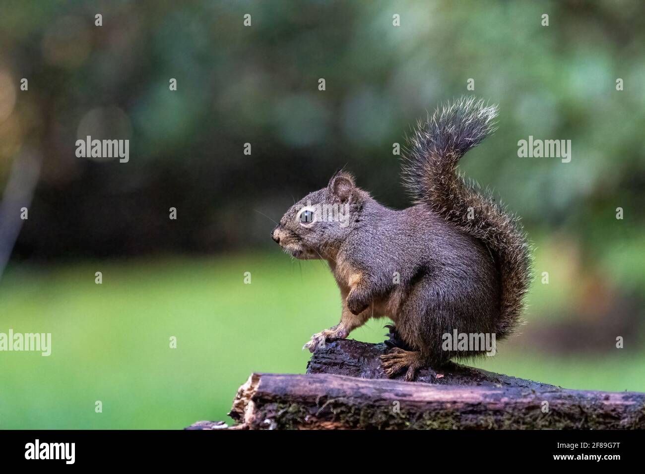 Issaquah, Washington, USA. Douglas Eichhörnchen steht auf den hinteren Pfoten. Auch bekannt als Chickaree, Chicory und Kiefer Eichhörnchen. Stockfoto