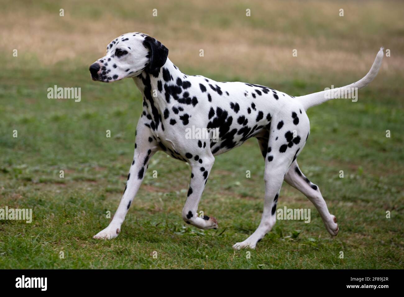 Dalmatiner Stockfoto