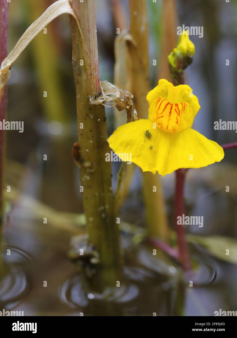 Wasserbladerwort Utricularia australis blühend Stockfoto