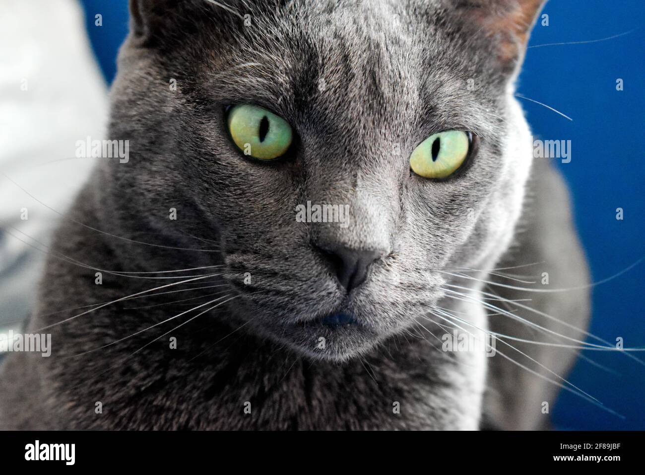 Schöne graue Katze mit grünen Augen drinnen Stockfoto