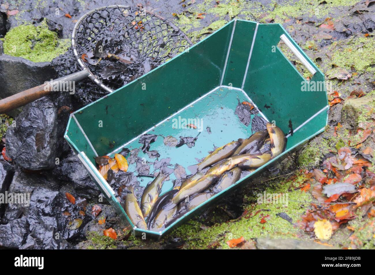 Landungsnetz und Küvettenfisch (Tinca tinca) Während der Ernte von Fischteich im Herbst Stockfoto