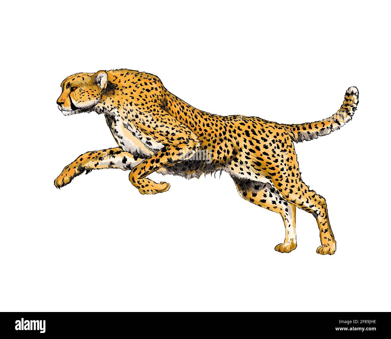 Gepard aus einem Spritzer Aquarell, farbige Zeichnung, realistisch. Vektordarstellung von Farben Stock Vektor