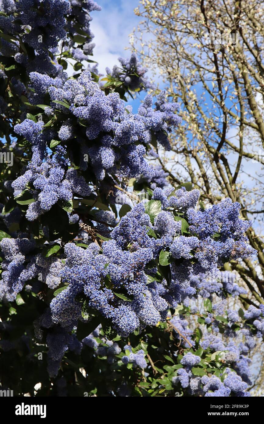Ceanothus arboreus ‘Trewihen Blue’ California lilac Trewihen Blue – kleine hellblaue Blütenstände mit dunkelblauen Blütenstillen, April, England, UK Stockfoto