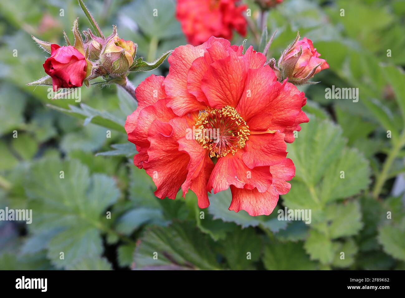 Geum ‘Scarlet Tempest’ Avens Scarlet Tempest – rote untertasserförmige Blüten und gelappte Blätter, April, England, Großbritannien Stockfoto