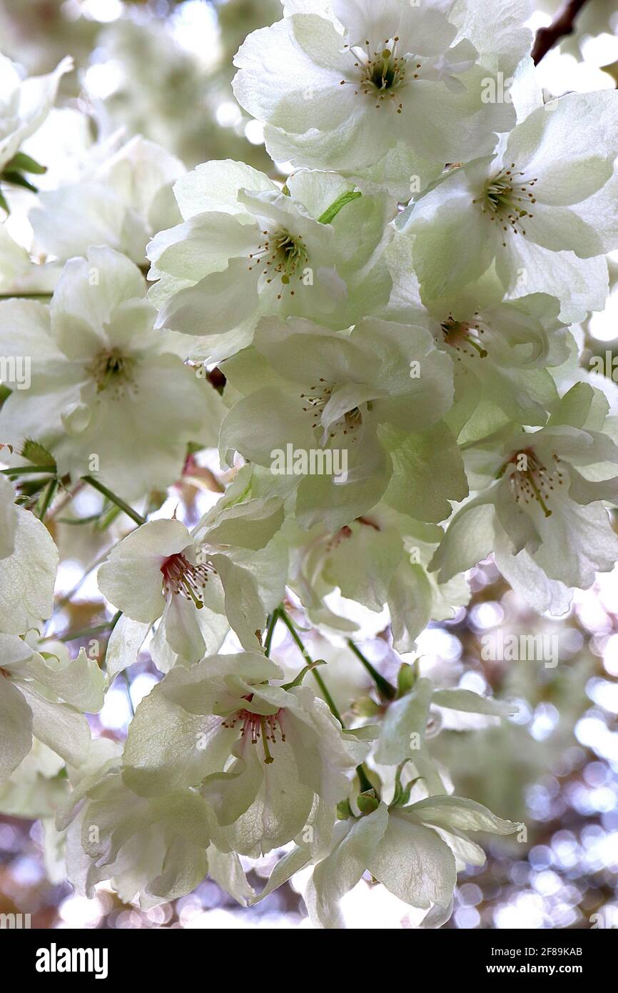 Prunus serrulata ‘Ukon’ Cherry Ukon – halbgrüne und weiße Blüten mit gelegentlich rosa Streifen, April, England, Großbritannien Stockfoto