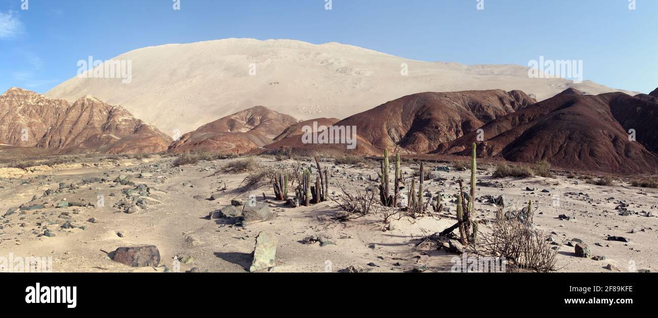 Cerro Blanco Sanddüne mit Kakteen, eine der höchsten Dünen der Welt, in der Nähe von Nasca oder Nazca Stadt in Peru Stockfoto