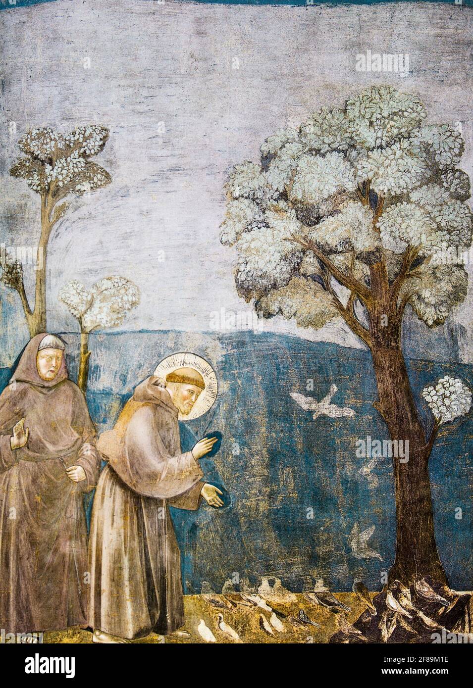 Assisi, Umbrien, Italien. Fresko des heiligen Franz von Assisi predigt den Vögeln, in der oberen Kirche der Basilika des heiligen Franz von Assisi. (Für Stockfoto