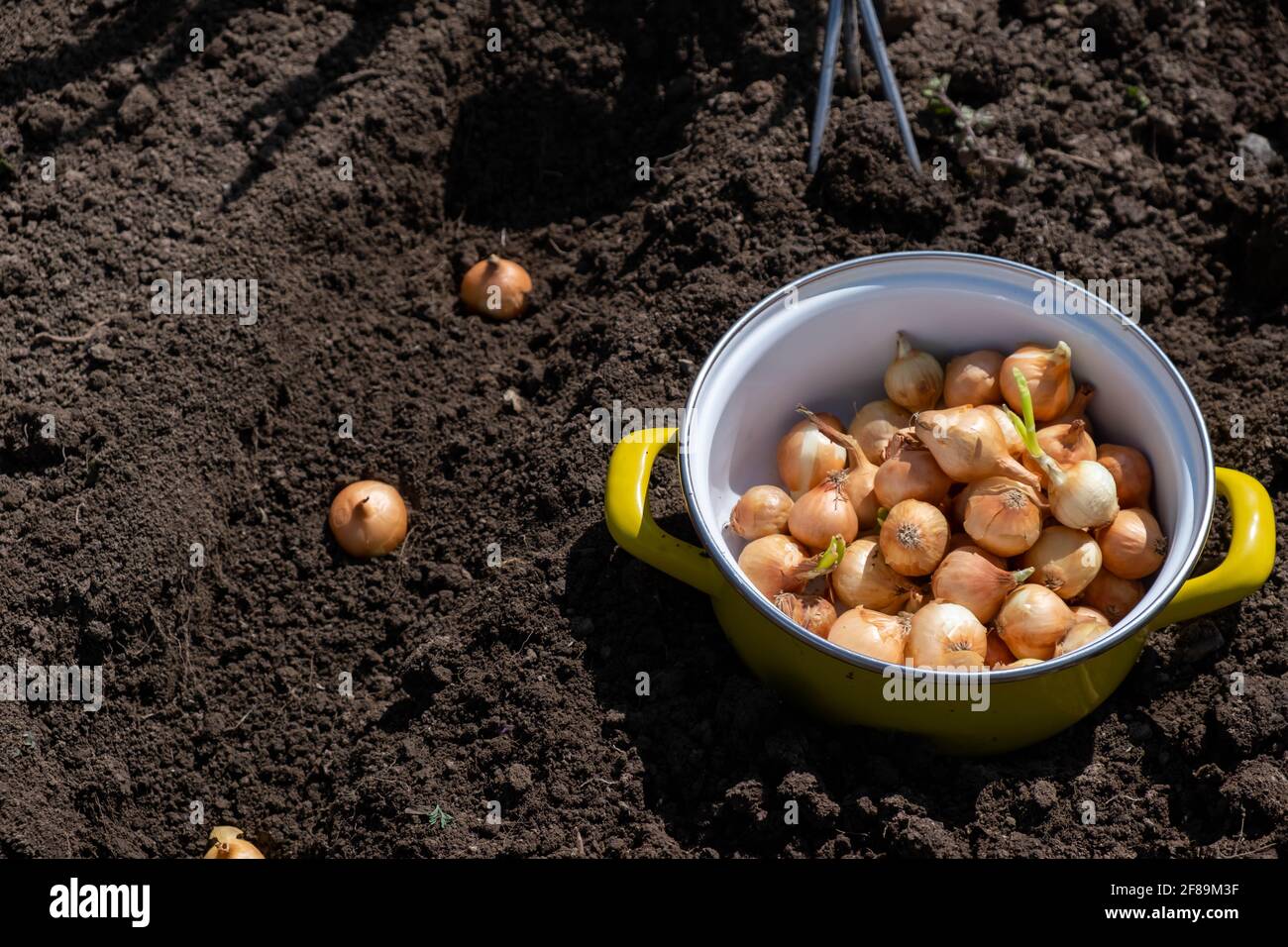 Zwiebelreihe pflanzen Fotos und Bildmaterial in hoher Auflösung Alamy