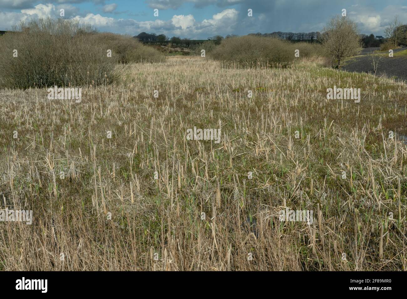 Pool voller Binsen in Ubley Warren, Mendips, Somerset. Ehemaliges Bleibergbaugebiet. Stockfoto