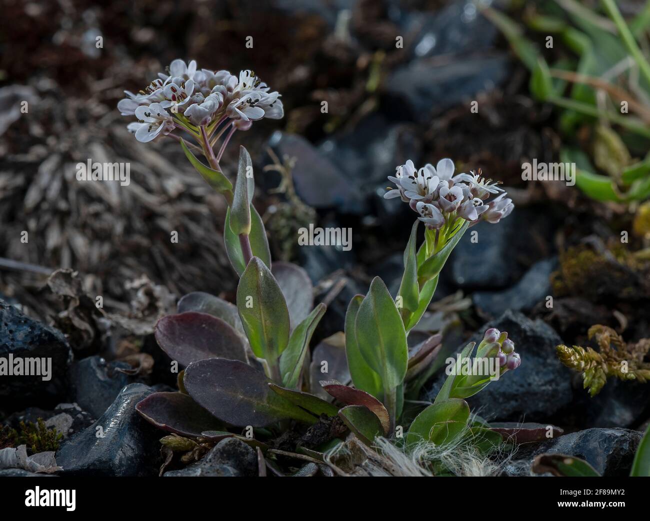 Alpine Penny-Cress, Noccaea caerulescens, wächst in kalaminarischem  Grasland, Mendip Hills. Ein Hyperakkumulator aus Zink, Nickel, Cadmium  Stockfotografie - Alamy
