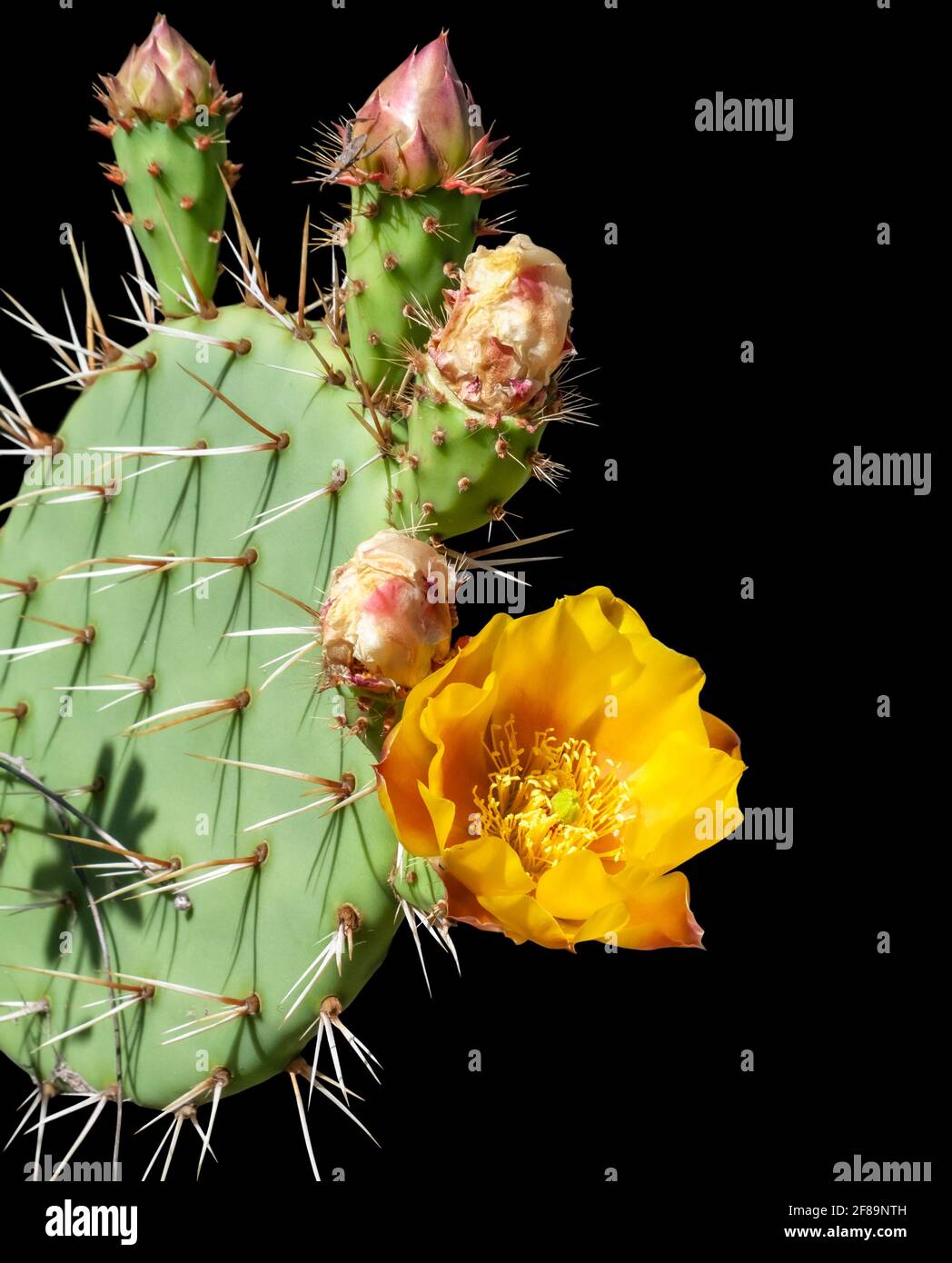 Kaktusblüten aus der Kaktuskaktus-Kaktus schließen isoliert auf einem schwarzen Hintergrund Stockfoto
