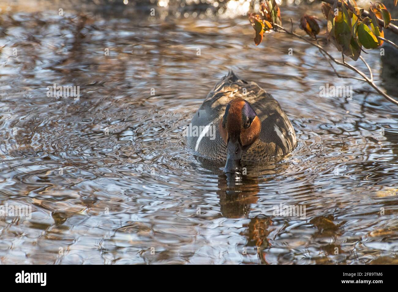 Gemeinsamen Teal oder eurasische Krickente (Anas Vogelarten) Stockfoto