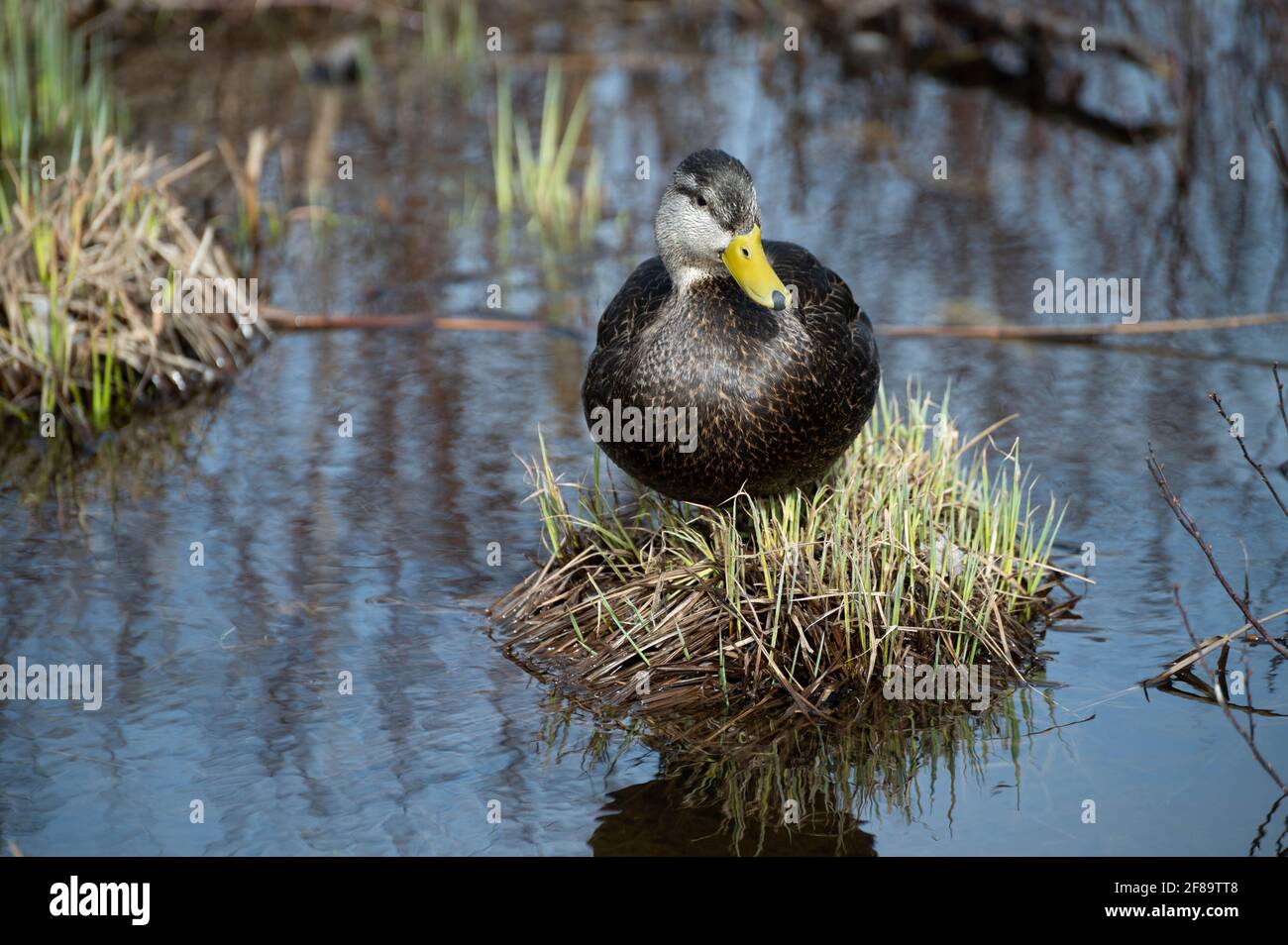 Wilde Stockente auf dem See. Stockfoto