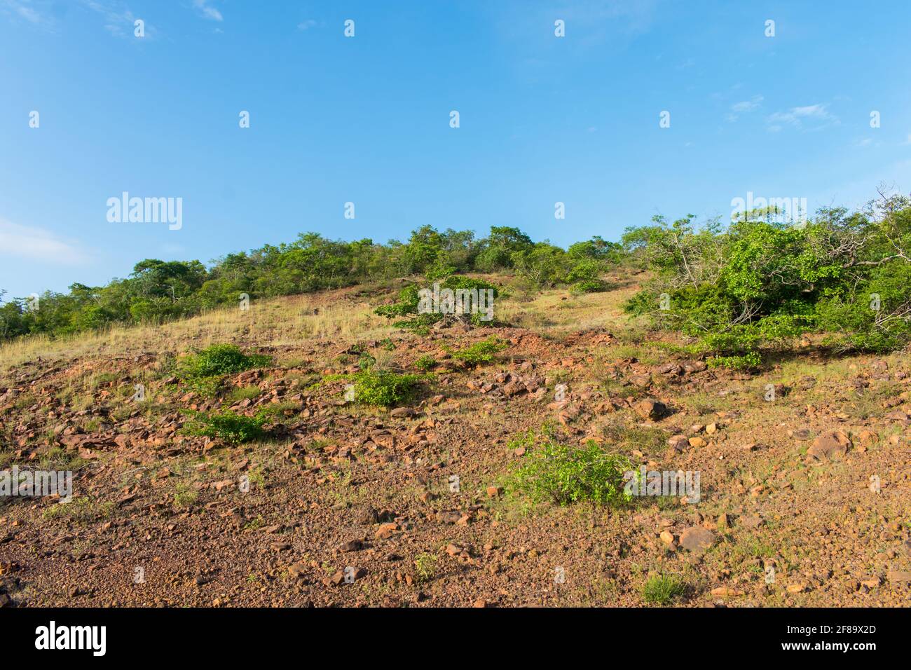 Sertao Landschaft in Oeiras, Piaui (Nordostbrasilien) Stockfoto