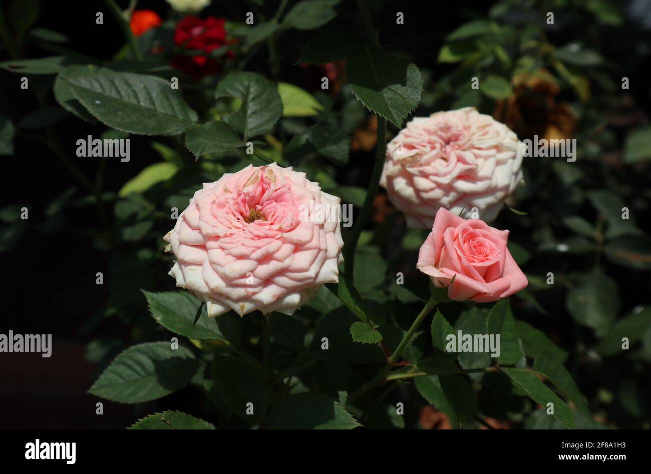 Nahaufnahme eines hellrosa Rosenzweiges mit einem Blühte Rosenblüte und eine blühende Rosenblüte Stockfoto