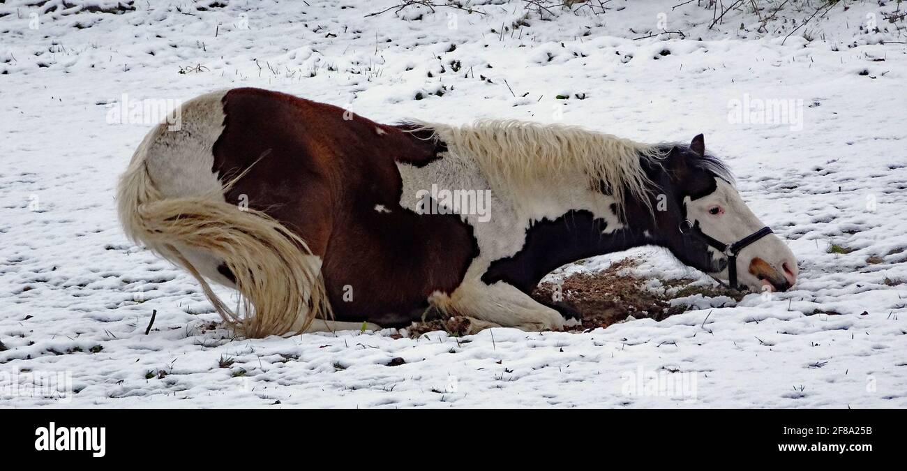 Braun-weißes Pferd, das versucht, sich auf einer bedeckten Wiese niederzulegen Mit Schnee Stockfoto